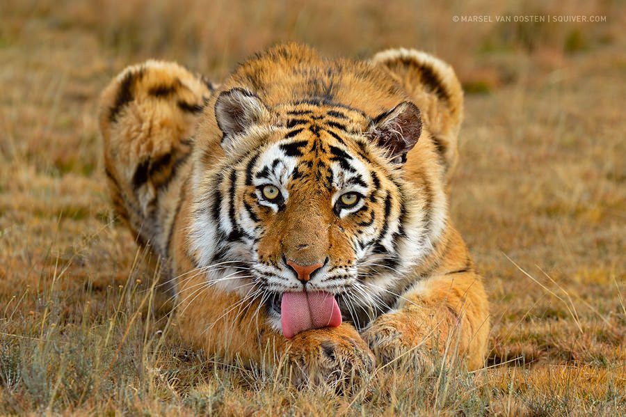 Huge Enormous Tiger